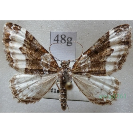 Euphyia unangulata (Haworth, 1809) Paśnik jednozębik Czech48g